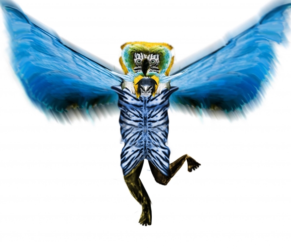 Creation of Parrot Man: Step 11